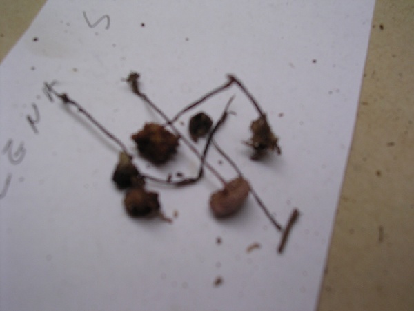 MARASMIUS ANDROSACEUS